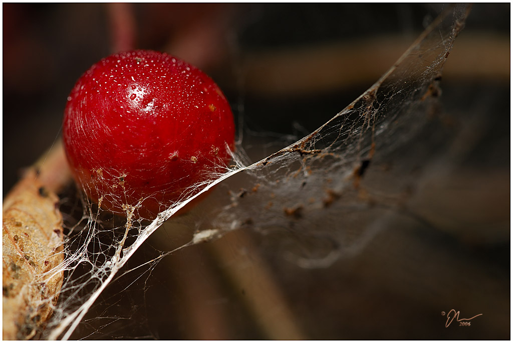 cherry web.jpg